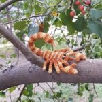 Scorpio brooch - Image 8