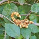 Scorpio brooch - Image 7